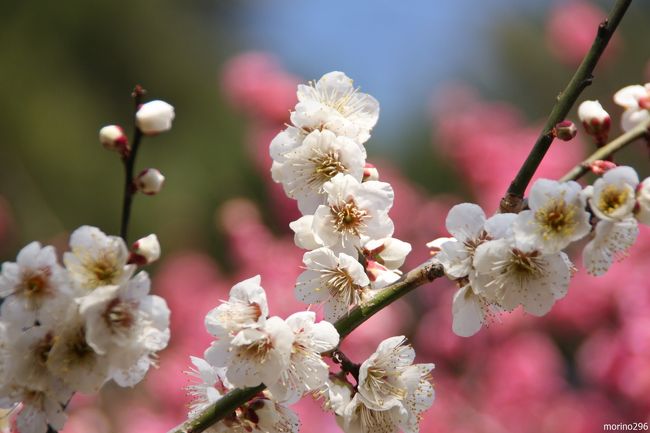 早咲きで知られる熱海梅園も、今年は開花が遅れ、ようやく見頃を迎えました。<br />糸川遊歩道に咲く熱海桜も満開で、梅と桜を一緒に楽しませてもらい、花を啄みながら飛び回るメジロと戯れてきました。<br /><br />第６９回の熱海梅園梅まつりが開かれていますが、梅の開花が遅れたことから、期間が１週間延長されました。<br />平成２５年１月１２日（土）〜３月１０日（日）