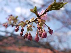 2013年2月　河津桜（ちょっと早め）