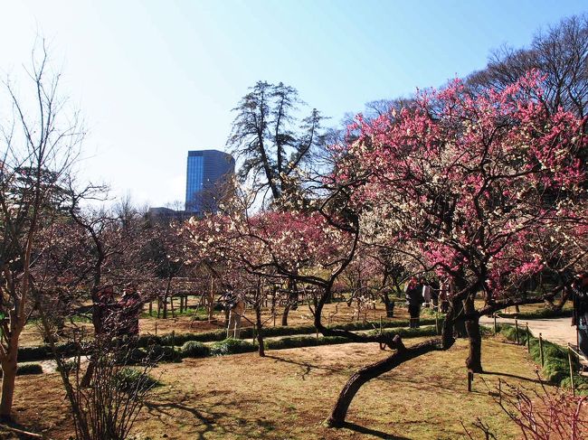 先週の大宮第二公園に引き続き梅を愛でに。<br />今度は小石川後楽園。<br />五分咲きくらいかな。<br />その後都営大江戸線に乗り湯島天神に。<br />夏休み(半年後…)の上海の特典航空券も入手できて後顧の憂いなし。