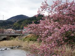 嵯峨沢館に宿泊し、三分咲きの河津桜を鑑賞