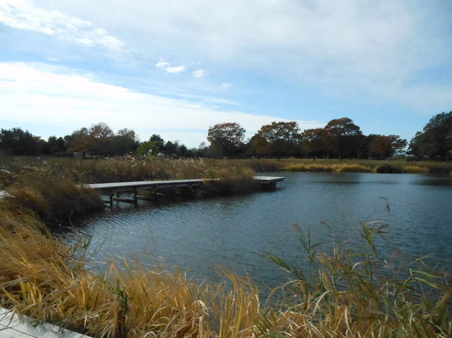 羽生水郷公園にヨタカが出ているとの情報を戴き、出かけてきました。<br /><br />現地に到着して、先に到着しているバーダーに聞いてみると、「昨日迄いたのに今日はおりません!」という悲惨?な現実に直面し、うろたえましたが、気を取り直して公園内でのバードウォッチングを楽しむ事にしました。<br /><br />表紙写真は、羽生水郷公園の風景の一部です。<br /><br />※ 2016.11.29 位置情報登録