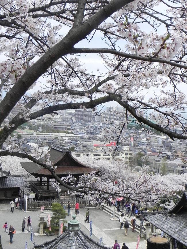 例年より一週間ほど開花が遅れるという情報を信じ４月１５日から３日間、琵琶湖周辺の桜を訪ねた。中１日は京都の桜を見て回ることとした。宿は大津駅前のホテルに２泊、移動手段はＪＲと自転車。初日は大津と近江八幡。２日目は京都をサイクリングで。３日目はマキノ、長浜、彦根。予報通り訪れた全ての桜の名車は満開だった。ｔ