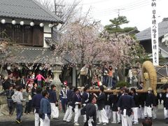 近江・京都　桜の旅　２　近江八幡・八幡祭