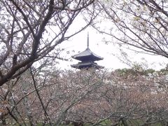 近江・京都　桜の旅　３　京都サイクリング