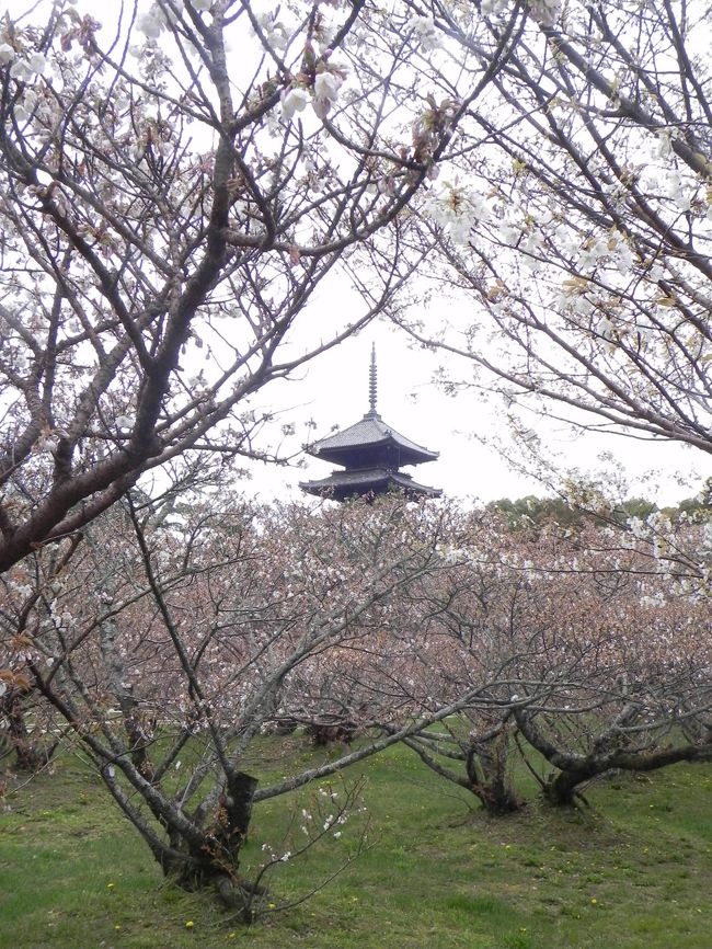 大津に２泊しての観桜の旅。２日目は京都の桜を訪ねた。移動は自転車。京都では何回もお世話になった西院の阪急レンタサイクル。まず北へ、竜安寺までは３０分。あとは西へと向かい、仁和寺の御室桜を見て、山越え？して広沢池へ。さらに大覚寺の大沢の池、嵯峨野に出て、二尊院、野々宮神社を経て嵐山に。ここで激しい雨に遭い１時間の雨宿り。雨があがって車折神社から梅宮神社を経て西院に戻る。天気は今一だったが、桜は満開。平年より１週間は遅れているという。体全体が桜の色に染まりそうな、充実したサイクリングだった。