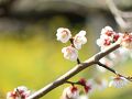 南部の梅林から紀三井寺参拝