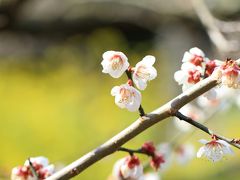 南部の梅林から紀三井寺参拝