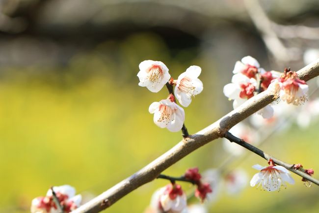 南部（みなべ）梅林が見ごろらしいので、「一目百万、香り十里」と称される梅林を観賞しました。<br />自宅より阪和自動車道を通り２時間ほどで到着です。<br /><br />山の斜面に咲き誇る梅の花。確かに綺麗でしたが、梅干を作るための実を採るために育てられているため、南高梅という品種がほとんどです。白い花を咲かせ可憐で綺麗ですが、観賞用ではないためか少々物足りなさを感じました。<br /><br />南部の梅林を後にし、和歌山市内の西国三十三か所第２番札所紀三井寺に向かいました。<br />平成二十年落慶法要の大千手十一面観音菩薩。日本最大の総漆金箔張の仏像です。