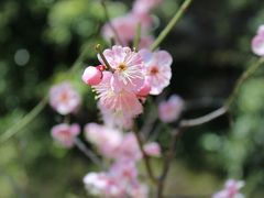 春が待ち遠しい、小石川後楽園の梅林