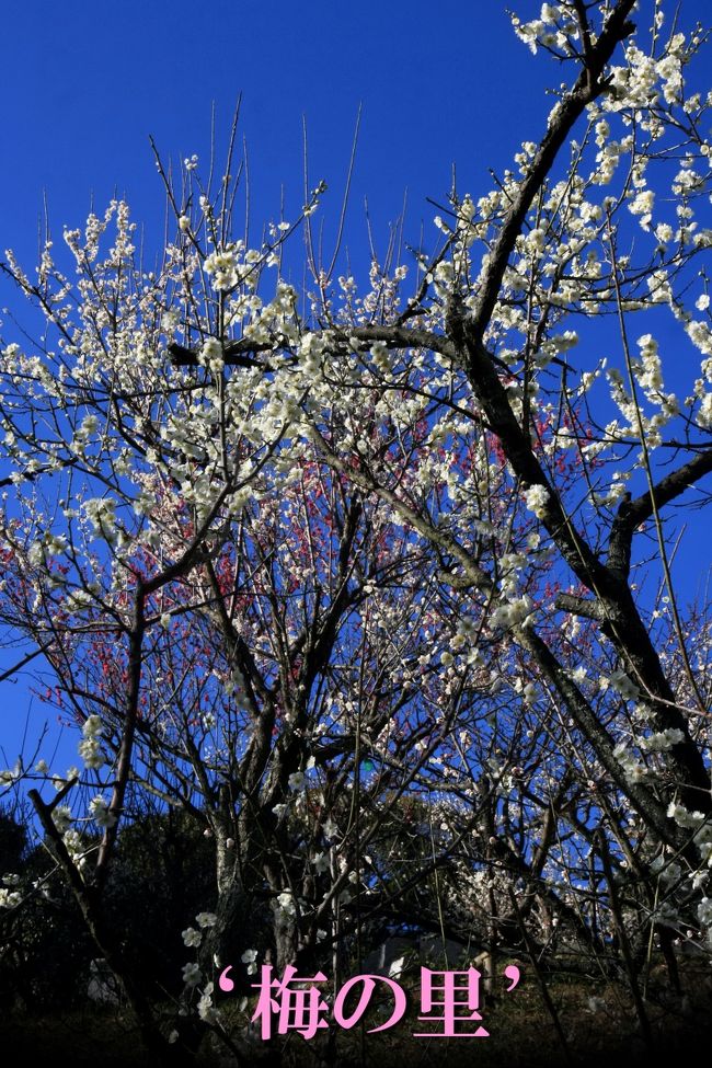■春の訪れを感じて♪ 冠山‘梅の里’<br /><br />▼冠山総合公園<br />　一足早く春の到来を感じさせる梅の花が、各地で順に開花シーズンを迎えています。寒さの中で健気に咲き誇る梅を見るのも乙なもの。梅の花は香りが良いので、見て楽しみ、香りで楽しむ事ができます。<br />　光市の冠山総合公園（梅の里）では、瀬戸内海が一望できる丘に100種約2,000本の梅が咲き誇り、春の訪れを感じさせてくれます。<br /><br />▼伊藤公記念公園<br />　伊藤公資料館は、初代内閣総理大臣・伊藤博文の遺品等を展示して博文の業績を紹介するとともに、幕末までの日本の動きを学習する場として開設されました。<br />　鉄骨造平屋建534.36平方メートルの本館の外観は、レンガ造りの明治風建築となっています。<br /><br />▼伊藤博文生家（復元）<br />　初代内閣総理大臣伊藤博文公は光市（旧大和町）で生まれ、幼年時代を過ごしました。<br />　伊藤博文公（幼名・林利助）が６才まで過ごした家を復元しています。<br />　家の裏には、産湯に使ったとされる井戸や、幼年期に遊んだイチョウの木が現在も残っています。<br /><br />【手記】<br />　この日も日曜日でしたが、午前中はお勤め。午後から時間の有効利用？で、わずか〜な時を見つけて、スーツ＆ネクタイの勤務スタイルのまま、片道105Ｋｍの下松市の笠戸島までゆっくり、のんびり、愛車をぶっ飛ばして =3=3 ＾.＾；）行ってまいりました。<br />　帰路、光市の冠山総合公園‘梅の里梅まつり’へも立ち寄り梅の花を観賞してきました。（一昨年と同じ）<br /><br />‘‘ 梅一輪　一輪ほどの　あたたかさ ’’<br />　わたくし、春の訪れを感じさせてくれるこの句が大好きなんです。<br />　梅一輪、開花を待ちわびている人の気持ちが素直に表れている俳句だと思います。<br /><br />　公私ともにたいへん忙しい毎日、正月からずーっと休日がなく連日の深夜帰宅、神経痛も手伝って身体がたいへん疲れております。<br />　でも、なぜか昔からこのように動き回って自然の中に浸っているほうが心も身体も疲れが取れるんですねー！逆治療法ですダ（＾皿＾）ｳｯｼ<br />　あともう少しで一応、定年を迎えます。最近は疲れが溜まりやすく「もう引退して寅さんのようにのんびりと日本一周でもしようかな〜」なんて考えたりします…　あっ！いかん、いかん、、また雑念が出てしもうたー（＾＾；）ﾊﾊ 修行が足りん足りん！…「迷い」の毎日なのです。<br />　今回訪問した伊藤公記念公園内の銅像の台座に「伊藤公の言」なるものが書かれていました。「迷い」の毎日を送る自分としてはこれまでの生き様を考える上でたいへん参考になった「言」でもありました。<br /><br />▼伊藤博文公の言（岸信介の書）<br />　人は誠実でなくては何事も成就しない<br />　誠実とは自分が従事している仕事に対して親切なことである