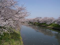 奈良・田原本町　寺川の桜