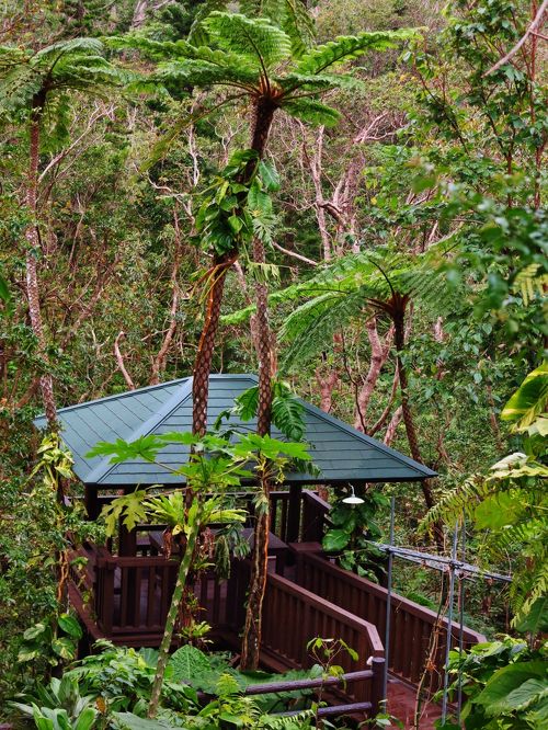 沖縄-6 やんばる憩いの森 散策路から ☆ヒカゲヘゴの原生林』名護(沖縄