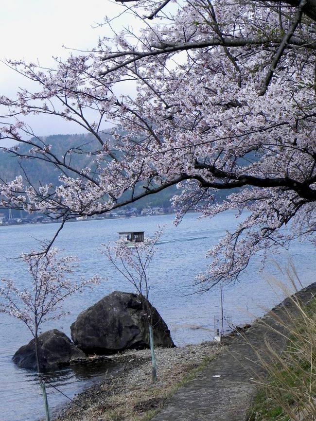 大津に２泊した最終日、山科乗り換えで湖西線をマキノまで。海津大崎の桜並木と清水の桜が目的だった。マキノの駅前で自転車を借りて行く。まず、湖岸から眺め、町中を北上すること１５分で桜並木に到着。延々２キロも湖岸を彩る桜並木は圧巻だ。海津大崎の船着き場で桜並木は終わる。戻って清水の桜へ。海津の町も風情があって寺々の桜も美しかった。