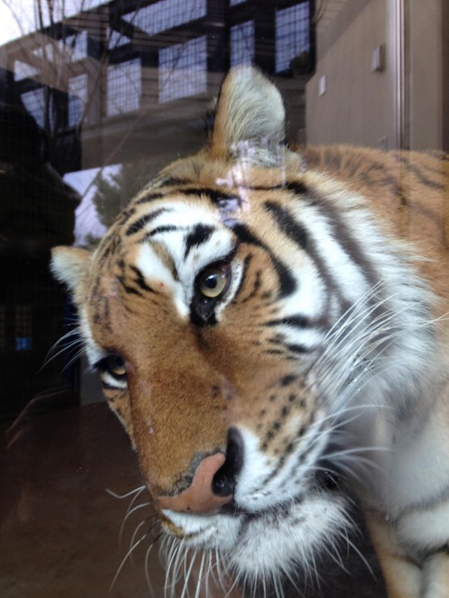 京の週末　ピザ食べついでに動物園