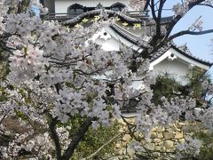 近江・京都　桜の旅　５　長浜・彦根