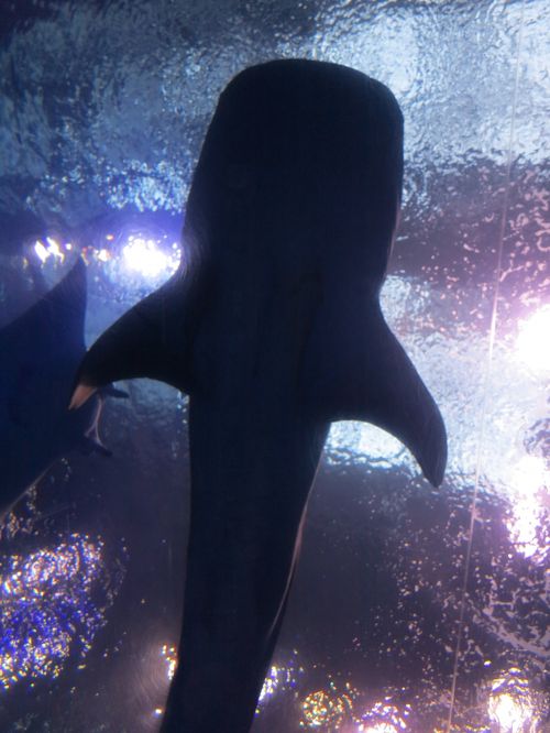 沖縄11 美ら海水族館 南海のスター魚たち ☆「黒潮の海」水槽は