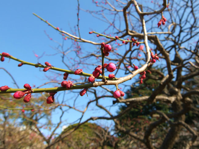 日比谷公園　日比谷公会堂のアーカイブカフェえＳＰレコード交換に<br /><br />帰り道は公園内を軽い散歩　<br /><br />春も早く、、花はあまり咲いてはいなくても<br /><br />散歩にはなんの差しさわりもありません。<br /><br /><br />日比谷公園へ行こう<br />http://www.tokyo-park.or.jp/park/format/index037.html<br /><br />義臣旅記<br />２０１０　懐かしの日比谷公会堂　日比谷アーカイブカフェ<br />http://4travel.jp/traveler/jiiji/album/10443729/<br />２０１２　真冬の日比谷アーカイブカフェ<br />http://4travel.jp/traveler/jiiji/album/10646879/<br /><br />２００７　大江戸天下祭　日比谷公園会場<br />http://4travel.jp/traveler/jiiji/album/10186540/<br />２００７　日比谷公園とイルミネーション<br />http://4travel.jp/traveler/jiiji/album/10206864/<br />２００８　秋　日比谷公園　松本楼<br />http://4travel.jp/traveler/jiiji/album/10285553/<br />２００８　初秋の日比谷公園<br />http://4travel.jp/traveler/jiiji/album/10279652/<br />２００９　松本楼で昼食を<br />http://4travel.jp/traveler/jiiji/album/10383014/<br />２００９　日比谷公園から芝の増上寺へ<br />http://4travel.jp/traveler/jiiji/album/10317566/<br />２００９　東京マラソンと日比谷公園<br />http://4travel.jp/traveler/jiiji/album/10317331/ <br />