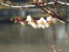 梅香る三渓園の観梅会