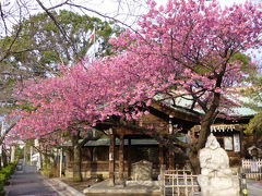 品川はのさくらは荏原神社の寒緋桜から高輪口の河津桜へバトンタッチ