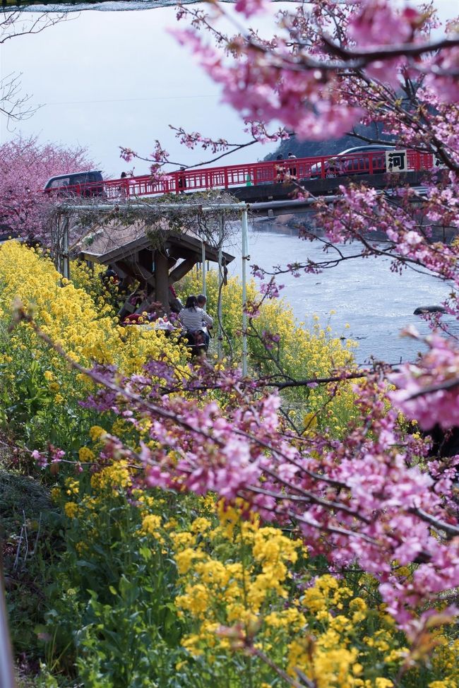 この頃河津桜のニュースが流れており、また天気がよかったので見にいってきました。 まだまだ満開とは言えないが観賞には充分。　しかし人が多いこと・・。