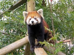 初春のレッサーパンダ紀行【２】 到津の森公園　びっくり！！凌凌君とのふれあい体験！！キュートな野風ちゃん！！意気軒高なおじいちゃんパンダｓ！！