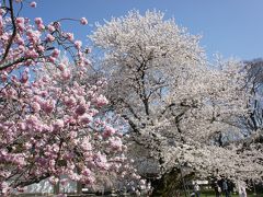 2012.04 桜　＜京都・大阪＞