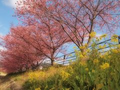 一足お先に春満喫☆河津桜