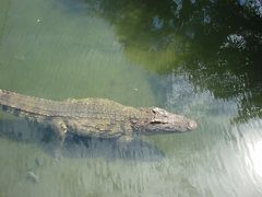 熱川ワニ園へ行きました。