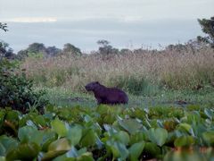 1994ブラジル周遊[2]　パンタナル