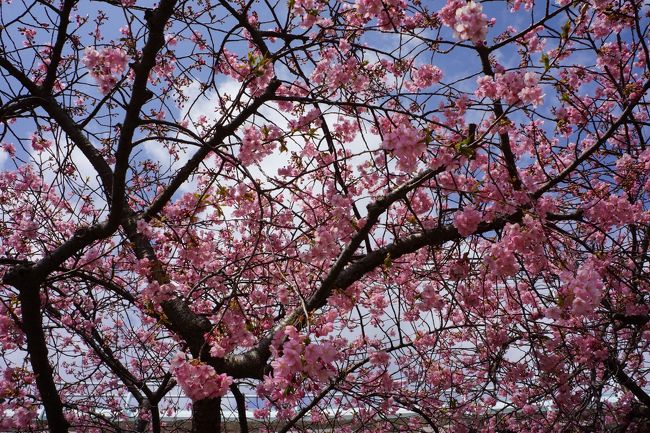 昨年は、宿を予約していたので、桜の見ごろにはまだまだの時期になってしまいました。<br />今年は、開花情報をチェックして天気予報も快晴だったので、行ってみることに。<br />結果は見ての通りです。<br />新しいカメラＳＯＮＹ　ＮＥＸ−７もデビューしました。<br />カメラの技術も日進月歩、写真の写りには大変満足しました。