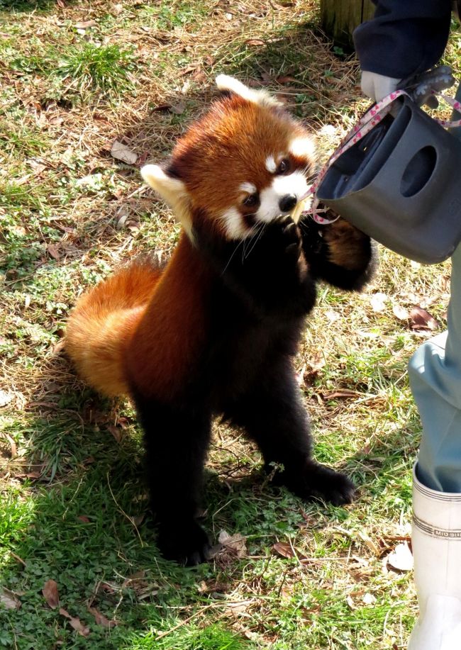 ３月３日桃の節句は大牟田市動物園を訪問です。<br />主目的は月に一度のレッサーパンダ・ガイドで大牟田ＺＯＯのお内裏様レン君とお雛様そらちゃんに会うことです。<br />写真を見てもらうと一目瞭然ですがここ大牟田ＺＯＯのレン君とてつもなくイケメンなパンダ、美形パンダ姉妹として名高いお姉ちゃんのメイファちゃん（市川市動植物園）、ミンファちゃん（鯖江市西山動物園）と比べても全く遜色のないキラッキラぶりは何度会っても感嘆しまいます。<br />ちょうど今はレッサーパンダの恋の季節、レン君と姉さん女房そらちゃんの関係もとっても気になります。<br /><br /><br />これまでのレッサーパンダ旅行記はこちらからどうぞ→http://4travel.jp/traveler/jillluka/album/10652280/ <br />