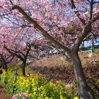 2013年　日帰りで河津桜を見に行ってきました