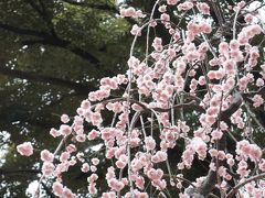 susanaのバタバタ休日～小石川後楽園の梅2013を見に行こう