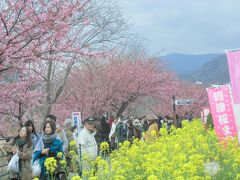 河津桜まつりと箱根巡り