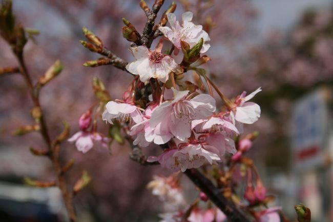 河津桜を見に行きました。宿泊はラフォーレ修善寺の山紫水明に2泊し、真ん中の日に河津さくらを見て、下田港の魚どんやで寿司を食べ、戻る道筋に河津七滝・浄蓮の滝などを散策して来ました。天気は良かったのですが、少し風が強かったので体感的には寒く感じました。新東名高速の静岡ＳＡでは富士山が綺麗に見られました。