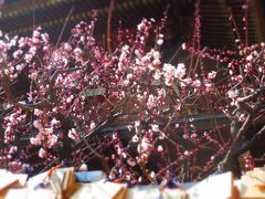 梅に会いたい！　湯島天神～亀戸天神～小村井香取神社香梅園
