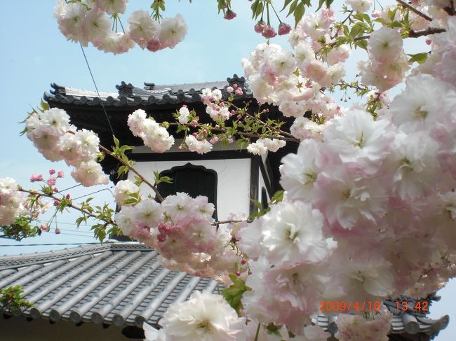 ちょうど桜の見ごろの時期だったので名所を探していたら、ガイドブックなどにはあまり掲載されていないような、少々マイナーな名所を見つけたので行ってみました。<br />通りからちょっと横道に入らなければならないので、うっかり通り過ぎしてまいますが、訪れる価値はある場所です。<br />八重桜がたくさん植えられ、別名「桜御坊」とも呼ばれているそうです。