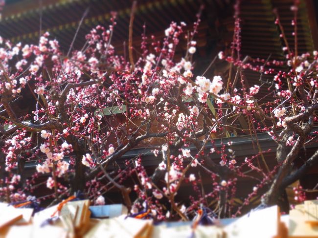 今年の冬は寒かった・・・<br /><br />ようやく暖かくなってきたら梅が咲いてる(^^)<br /><br />せっかくのお休み 沢山の梅に会いに行こう!