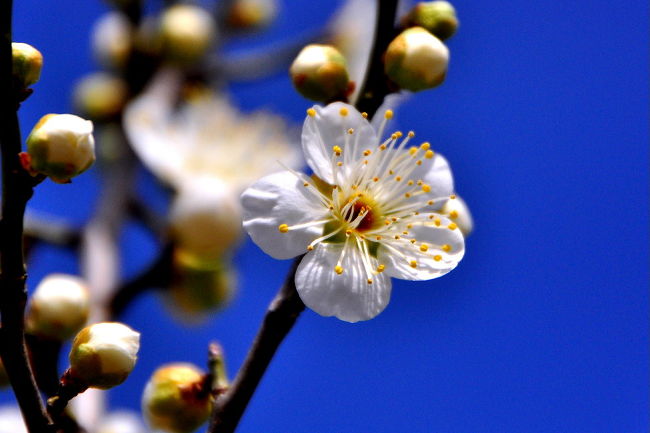 今日は「ひな祭り」に<br />2012年2月17日〜3月17日 9:00〜16:00、<br />安八町の百梅園で『安八梅まつり』。<br />梅の咲きの様子を観に来ました。<br />そして、今年も去年同様に<br />１時間駆け足で安八百梅園回りました。<br /><br />梅園敷地面積約約3．9ｈａの百梅園には、<br />154品種1200本以上の梅が梅が植えられて、<br />日本で２番目に多い品種の梅が<br />今年は寒さのせいか？<br />2分咲きで2週間遅れで見頃になるのでは？<br /><br />開催日：2013年2月17日(日)〜3月17日(日）<br />開催場所：安八百梅園<br />開催地住所：岐阜県安八郡安八町外善光3208<br />安八町ホームページ<br />http://www.town.anpachi.gifu.jp/ume.html<br /><br />時間に余裕があり<br />帰りの近くの大垣市墨俣町へ立ち寄って<br />2013 いき粋墨俣つりびな小町めぐり<br />http://4travel.jp/traveler/isazi/album/10754258/<br /><br />-------------------------------------------<br />梅の品種多いのが日本で２位・安八百梅園<br />http://4travel.jp/traveler/isazi/album/10653860/<br />安八百梅園（梅の種類の多さは、全国でも2番目）<br />http://4travel.jp/traveler/isazi/album/10437682/<br />-------------------------------------------