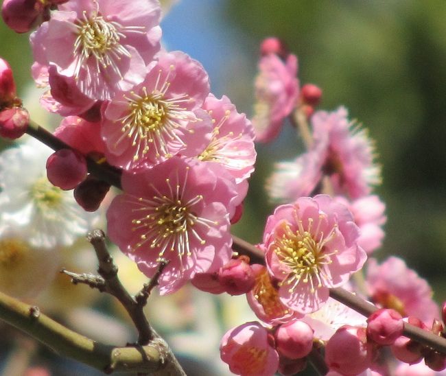 3月5日、需要家訪問の後、午前11時20分過ぎより皇居・東御苑を訪問し、早咲きの桜の花を見ることと観梅を行った。 本丸跡付近の桜の島ではツバキカンザクラとカワズザクラが見られた。 梅林坂では紅白の梅が咲き誇って見頃であり、多くの観光客が訪れていた。 ここでは本丸跡の桜の島で見られたツバキカンザクラとカワズザクラの咲いている様子と梅林坂で見られた紅白の梅の花の様子を纏めた。<br /><br /><br /><br />*写真は梅林坂で見られた紅梅