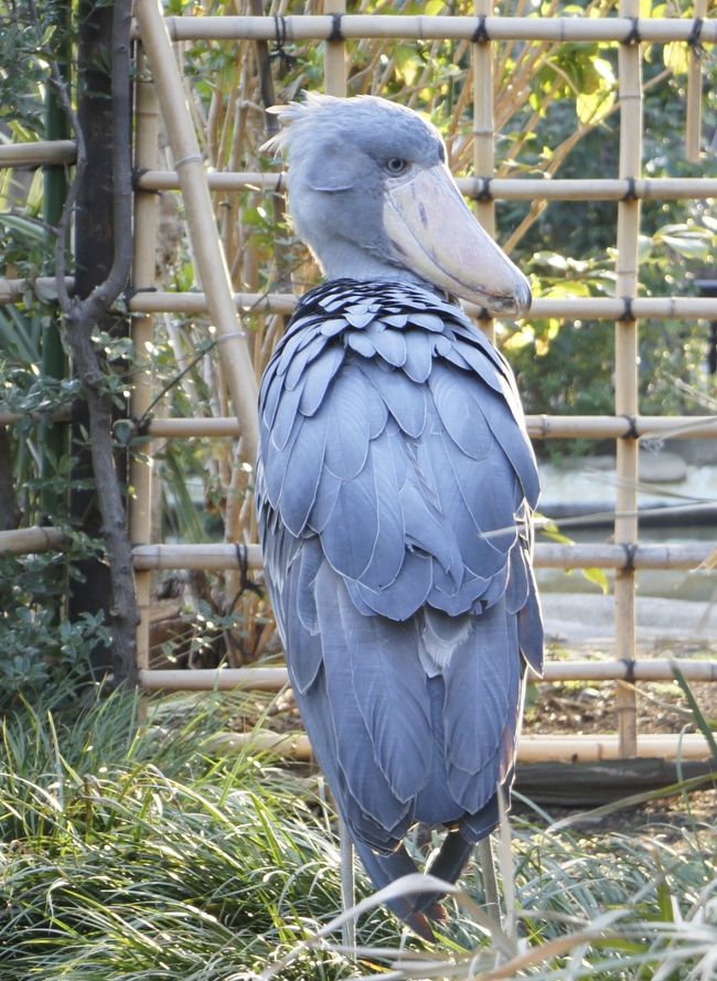 東京都美術館にてスペインの３大画家「エル・グレコ」展と上野動物園にて、「パンダの食事」「動かない鳥：ハシビロコウ」を見学