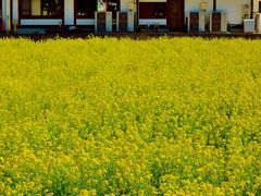 南房総ｃ   菜の花満開　ちばかだん周辺の花畑で　☆ポット苗プレゼント