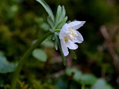 小さな旅●奥三河のセツブンソウ散策記・白花が咲く 2013