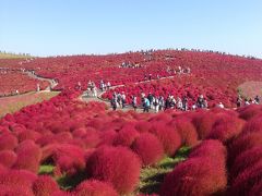 茨城-ひたち海浜公園 ＊紅葉＊