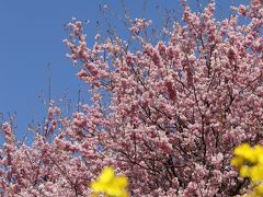 2013年　早春の高知　雪割桜にはしゃぎ　シコクバイカオウレンに息を詰める