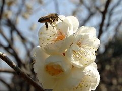 山田池公園の梅園01～前編