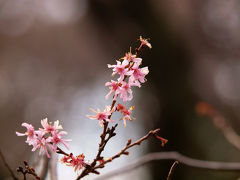 ２０１３　早春　新宿御苑　花たち−１