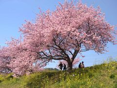 みなみの桜と菜の花まつり・リベンジ～①青野川沿いをウロウロ…～