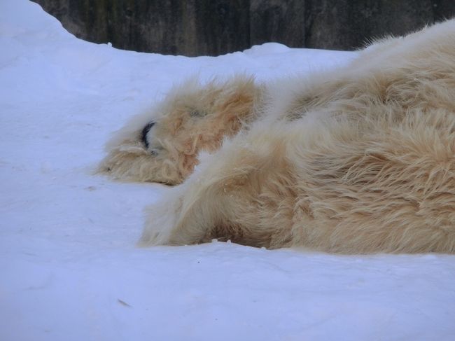 円山動物園 ぁ～んど さっぽろ雪祭り