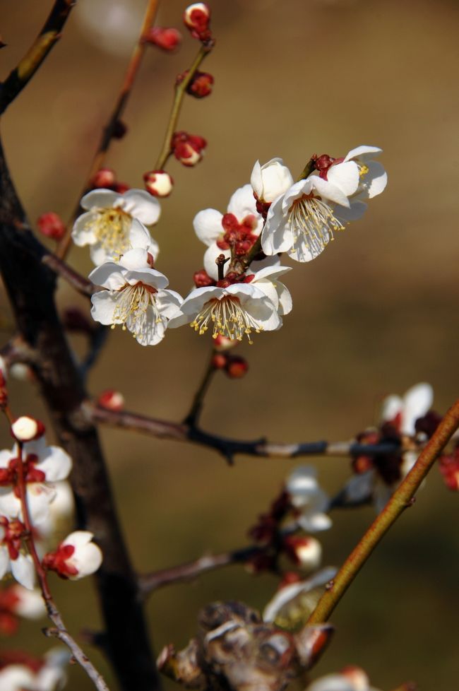 3月6日、山田池公園の梅園散策の後編です♪<br /><br />八重が豪華で引き立って見えますが、やはりオーソドックスな一重の花は、清廉潔白な感じがしました。